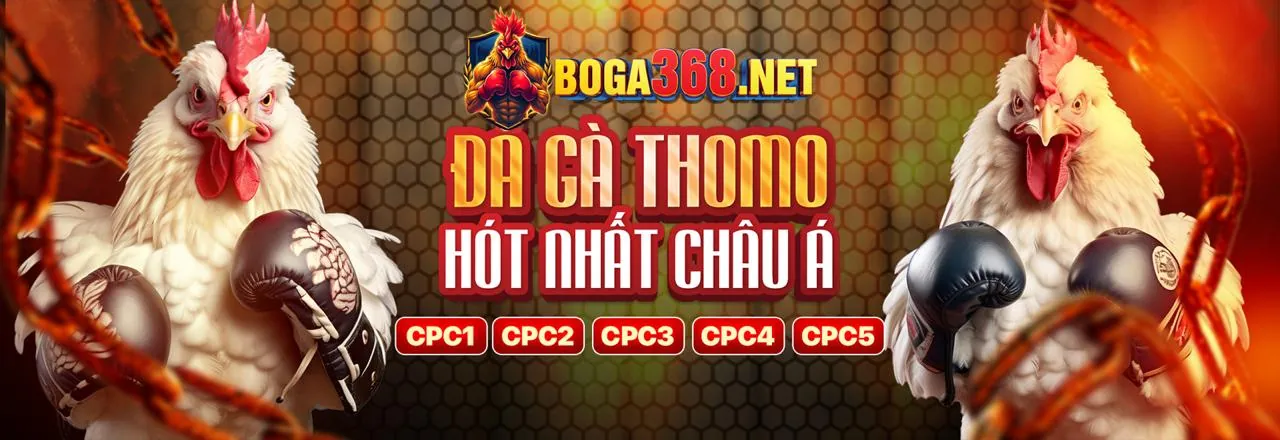 Đá gà kịch tính tại Sunwin20